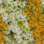 Floral Artificial Yellow Wall Panels-P257B (2)