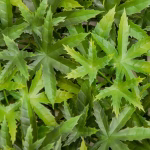 Landscaping Green Artificial Grass Wall-P37b-green (4)