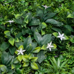 Low-Maintenance Artificial Grass Wall Panels-PQ-100 (4)