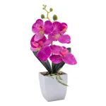 small purple phalaenopsis potted plant