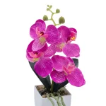 small purple phalaenopsis potted plant