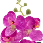 small purple phalaenopsis potted plant