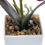 small purple phalaenopsis potted plant